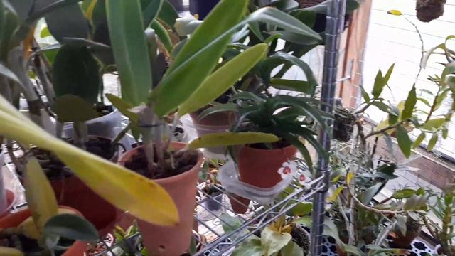 Готовлюсь поливать орхидеи смотреть онлайн