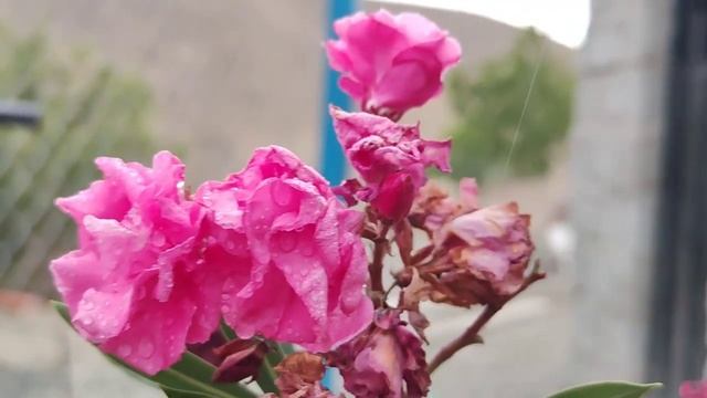 Рецепт поло из Лубии Азербайджанская Кухня Деревенская Кухня  Рецепты