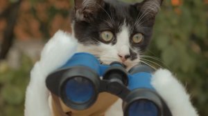 Коты против зомби