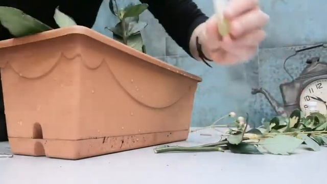 Эвкалипт. Выращиваем дома. Укоренение розы в домашних условиях.