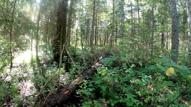 Ошта "колючая проволока" смотреть онлайн