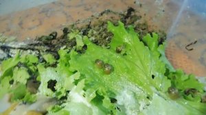 #АХАТИНЫ ИРАДЕЛИ РЕД АПЕКС ИЛИ ЗАНЗИБАРИКИ #УЛИТКИ ПОМОГИТЕ ОПРЕДЕЛИТЬ ВИД АХАТИН#ПИТОМНИКМАРИМИСТИ