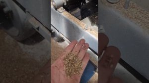 сортировка зерна Мс-4.5 на лне регулировка