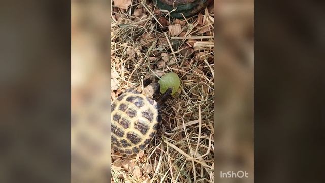 Жизнь сухопутной черепахи. Лакомство. #черепахи #сухопутнаячерепаха #черепашка #черепахa #экзотика смотреть онлайн