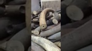 Бивни мамонтов