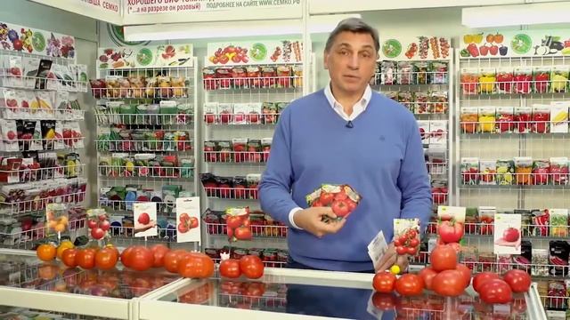 Детерминантные среднеспелые томаты для открытого грунта
