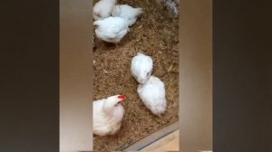 Кончился комбикорм что делать!??