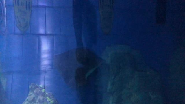 Египет экскурсия в Гранд аквариум в Хургаде и Песочный город отзыв смотреть онлайн