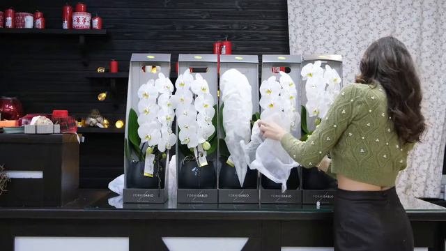 Фаленопсис Формидабло. Любовь с первого взгляда