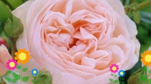 Роза кустовая Наследие (Heritage). Краткий обзор, описание характеристик, где купить саженцы