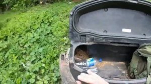 Подкормка кабанов в хозяйстве.