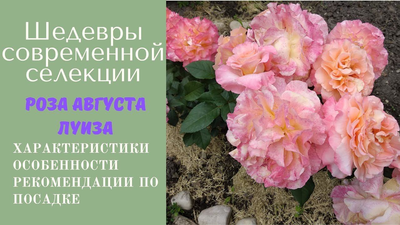 Розы. Шедевры современной мировой селекции роз. Роза Августа Луиза (Augusta Luise).