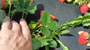 Сорт фенелла