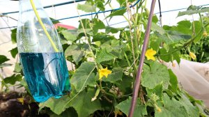 Копеечная смесь от пожелтения и скручивания листьев огурцов! Почему скручиваются листья огурцов?