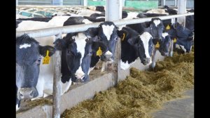 Разведение КРС черно-пестрой породы, таджикского типа