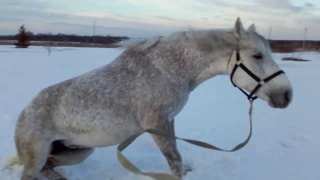 Вьюга валяется! смотреть онлайн