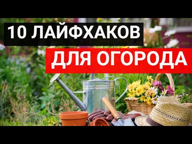 10 лайфхаков для огорода, о которых мало кто знает. Соль для свеклы, молоко для огурцов