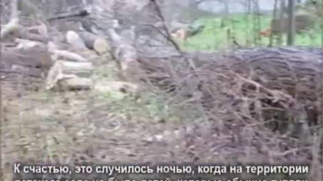 Сильный ветер сломал дерево