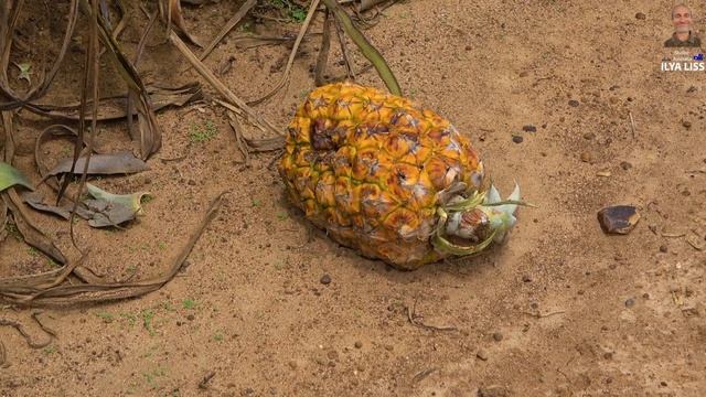 Поле. Ананас. Целое поле ананасов! (видео 284) смотреть онлайн