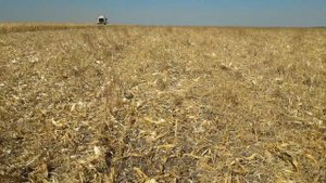 01.10.2018. Уборка NO-TILL кукурузы Claas Lexion 480