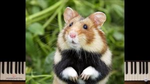 ЧИКИБАМБОНИ.