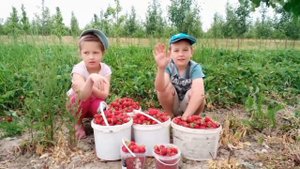 шок! как выращивать клубнику/начать клубничный бизнес 2023!