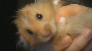 Hamster is sneezing. Хомячок чихает