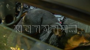 Хозяйка в течение двух недель держит своего пса запертым в машине в 30-градусную жару