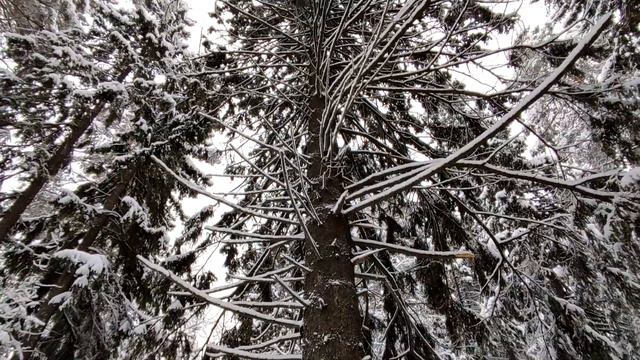 Зимний лес смотреть онлайн