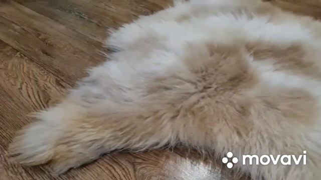 ОВЕЧЬЯ ШКУРА ПЯТНИСТАЯ КРЕМОВАЯ (КОД: 4436 ) смотреть онлайн