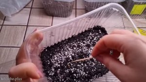 Дихондра Изумрудный водопад  выращивание из семян