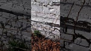 Омский виноград Родионовой. Виноград в Омске 04 мая 2020 года