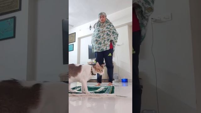 Cat loves to sit on my prayer mat