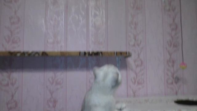 Котенок Кося спит на полке, а Джон пришел его проверить смотреть онлайн