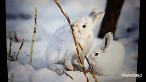 Чем питаются зимой зайцы и кролики?