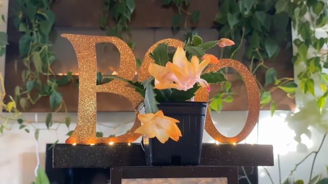 Schlumbergera hybrid - ‘Christmas Flame’ / ‘Gold Fantasy’ смотреть онлайн