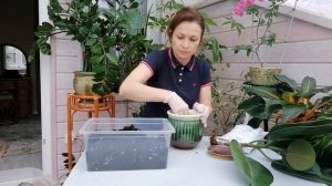 ПОСАДКА ФИКУСА ЭЛАСТИКА