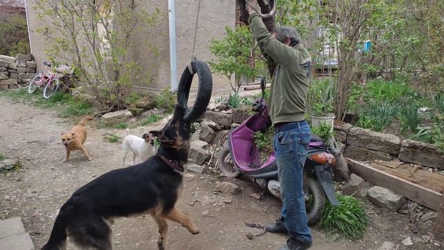 Растем вместе с игрушками . East European Shepherd jamping for a toy смотреть онлайн