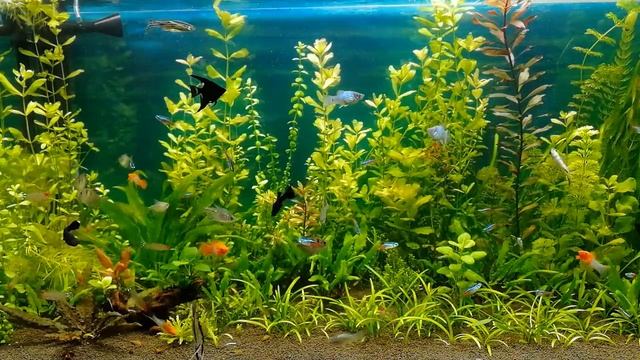 Виды аквариумных фильтров, какой лучше? #nik_72 смотреть онлайн