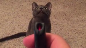 Реакция кота на лазерную указку