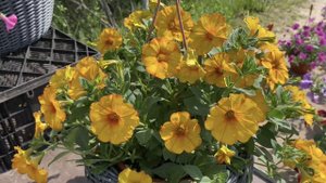 Новинка 2024 в нашей коллекции. Петхоа «Beautical Sunset Orange»