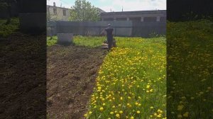 Дизельный мотоблок МТЗ, вспашка земли фрезой