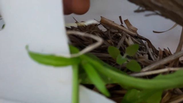 Разнообразие растений , после внесения разных удобрений,через 1 год.