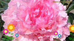 Пион молочноцветковый Питертье Фринд. Краткий обзор, описание paeonia lactiflora Pietertje Vriend