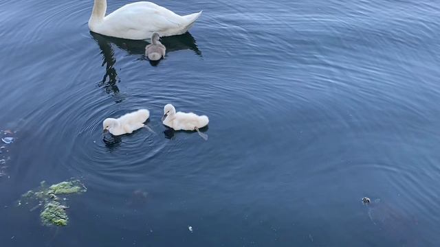 Лебедята. Baby Swans.