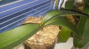 Результаты выращивания орхидей в закрытой системе 2 часть