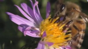 Детям о насекомых