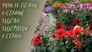 Какие цветы цветут осенью в саду на клумбе.