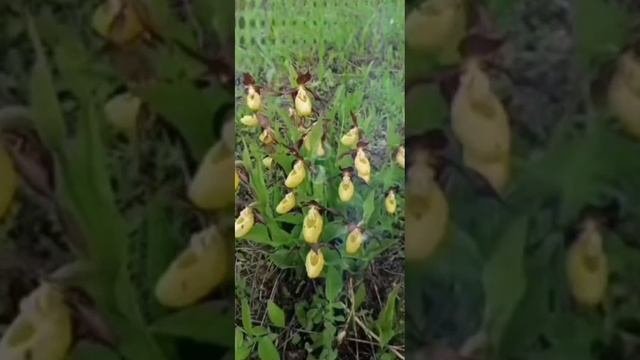 Сибэккилэр түһүүллэр.Гаврил Николаев