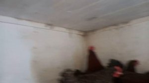 Правильная вытяжка в курятнике.